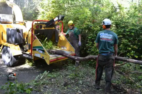 tree services Ivanhoe